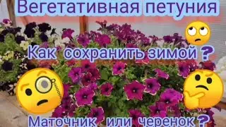Вегетативная петуния. Как сохранить зимой в домашних условиях.