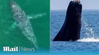 Drone footage shows humpback whale swimming with no tail