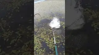 ЩУКА ЗАДЕСЯТКА В ЖАБОВНИКЕ!!! #shorts #рыбалка2024  #fishing #щука мелководье