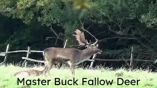 Master Buck Fallow Deer Highwood Essex UK