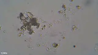 The Jar Habitat Experiment #1.01 - 13.03.2024
