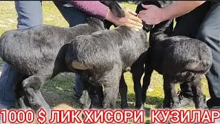 СУРХОНДАРЁ ХИСОРИ КУ́ЙЛАРИ УДАР КУ́ЗИЛАРИ БИЛАН