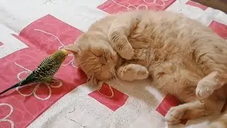 Most patient cat in the world puts up with pesky parrot