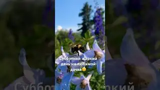 Субботний жаркий день на любимой дачке 