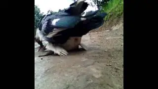 Anak pekosa mama tiri