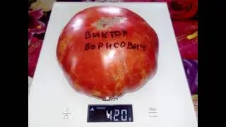 Томат Виктор Борисович