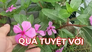 HUYẾT ÁP CAO  MÀ BIẾT ĐẾN CÂY NÀY THÌ KHÔNG LO GÌ NỮA. Dược liệu lâu đời trong y học cổ truyền.
