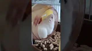 Отрабатываем дни недели с учениками