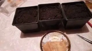 РЕЗУЛЬТАТ ЗАМАЧИВАНИЕ СЕМЯН БАКЛАЖАН. ПРОСТОЙ СПОСОБ ПОСЕВА БАКЛАЖАН.
