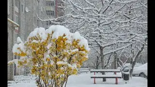 April Blizzard: Snow on blossom, puppies playing in snow