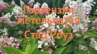 Гортензия метельчатая Стар Роуз (star rose) 🌿 обзор: как сажать, саженцы гортензии Стар Роуз