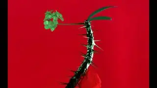 Flume - Skin Companion EP II. Extended Mix