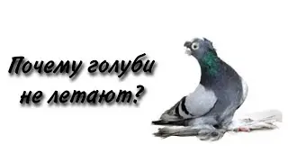 Голуби перестали летать и играть. В чём причина?/номер87012184683