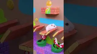 🍄 It's not easy being Mario 🍄 Homura Ham Pets