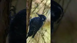 The best forest drummer 