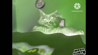Crying X Кот Барсик