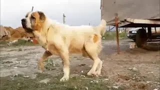 Galtaman / Галтаман туркменский Алабай / Turkmen Alabay 