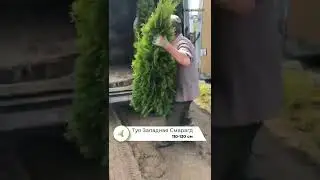 Туя Смарагд ЭКСТРА 110-130см