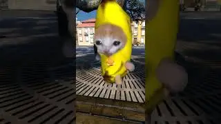 Banana cat crying 😭🤣🔥banana cat and apple cat 