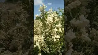 Белый куст июня