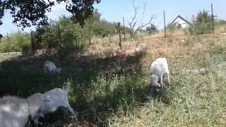 Шоколадка прыгает за листочками🐐