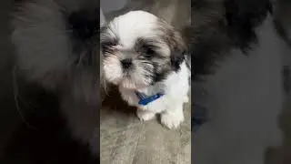 Jack is playing with the fan🤣🤣🤣🤣#puppy #funny #viral #shorts