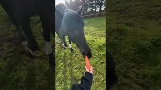Horse or big dog?