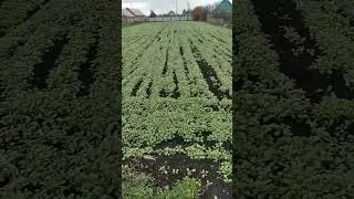 Горчица через месяц