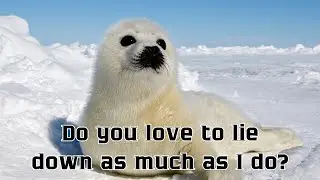 Adorable Seals: Sleeping in water, Loving to Lie Down, Adoring to Play, and what else?...