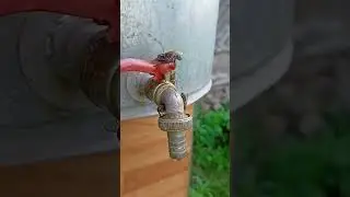 Пчёлы пьют воду с крана)   #пчеловодство #пчёлы