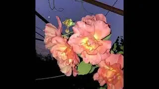 yunggoth + trbld boy + gin$eng type beat