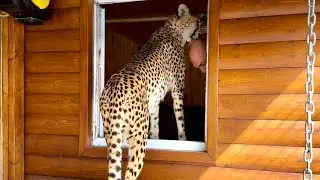 Gerda's enclosure was planted with grass and a window was opened. Spring has come to the pet cheetah