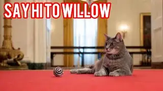 Say hi to Willow