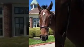 We feel like proud parents, Flightline is all grown up🤝#stud #thoroughbred #stallion #breederscup
