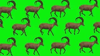 Animal Green Screen | Animal Stampede 
