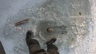 ХАПУГИ ТРЕЩАТ, КАРАСИ НЕ ЛЕЗУТ В ЛУНКИ...УДАЧНЫЙ ВЫЕЗД НА ХАПУГИ. ОМУТ. ЁЛКИ.