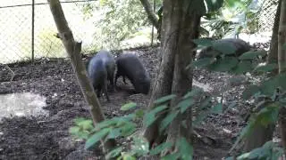 Rinha de Porcos