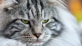 10 Pros and Cons of Owning a Kurilian Bobtail Cat🙄🤔😘👀