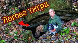 IN THE LAIR OF THE AMUR TIGER FOR WILD CROPS in the Wildest of the Primorsky Ussuri taiga.