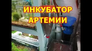 Инкубатор для артемии за 5 минут