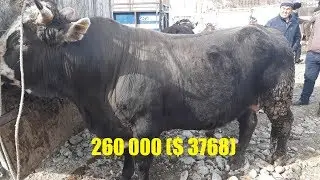 Скотный рынок, Фуркат | 25.02.18 | 🐂Цены на быков, бык-динозавр, швицкая порода