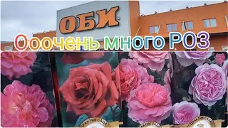 ОБИ Рай для Розоводов,🌹🌱Розы огромный ассортимент от 169 руб