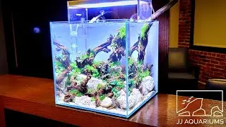 ADA 30C Planted Aquarium | 1 Week Later |