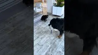Older Dog Annoyed By Stubborn Pup