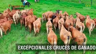 Excepcionales cruces de ganado - TvAgro por Juan Gonzalo Angel Restrepo