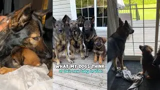 What My Dogs Think Of Their New Puppy Brother