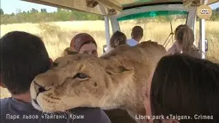 Львица - любитель прокатиться! Тайган. Крым | Lioness Lola drives an electric car