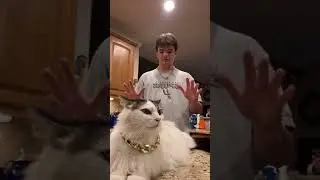 GANGSTER CAT DOESNT LIKE BEING PET @carson day5