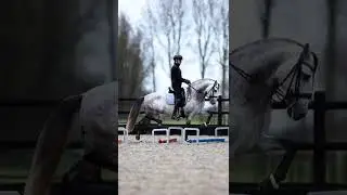 Dressage stallion does cavaletti work LIKE A BOSS 😦