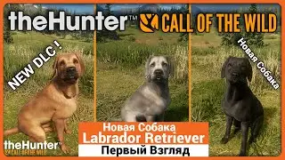 Первый взгляд на Ретривера в theHunter Call of the Wild